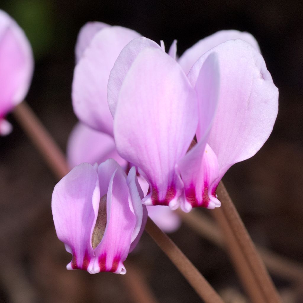 Cyclamen de Naples rose