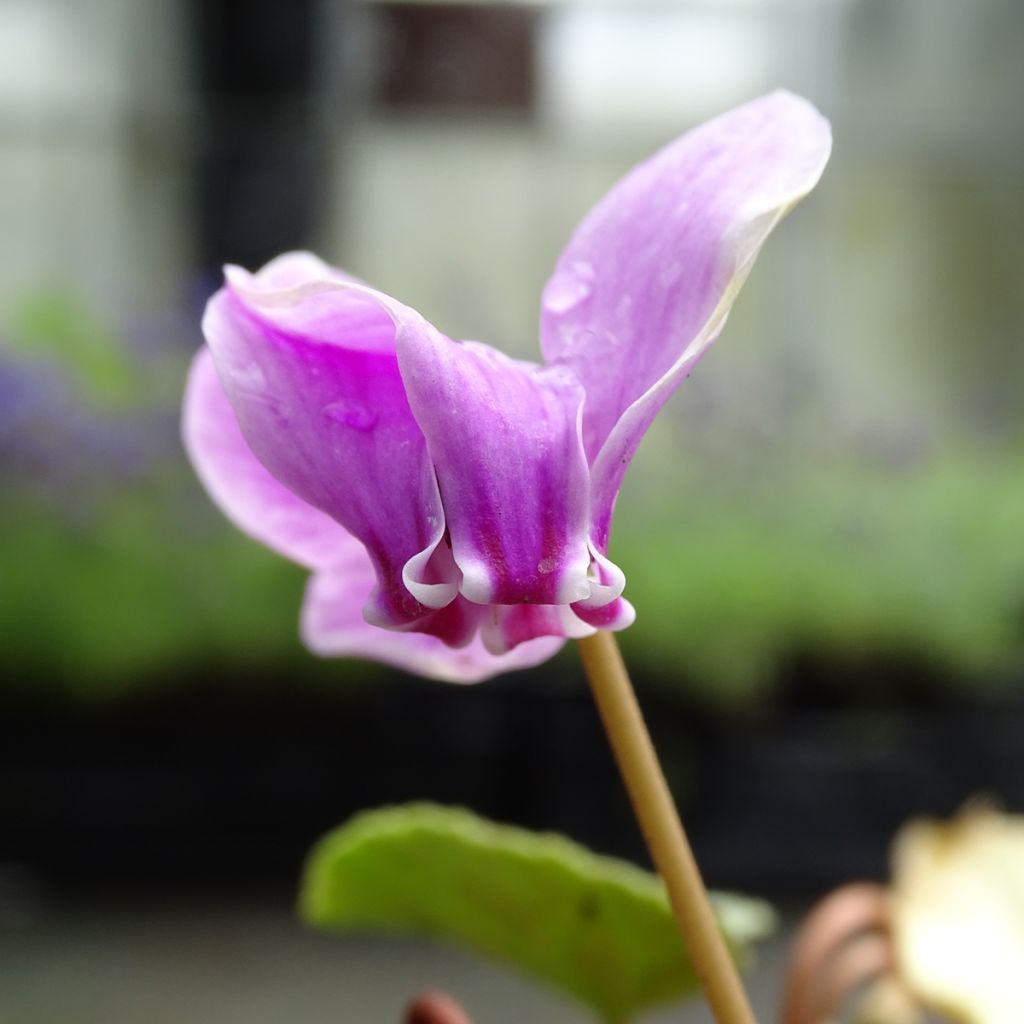 Cyclamen de Naples rose