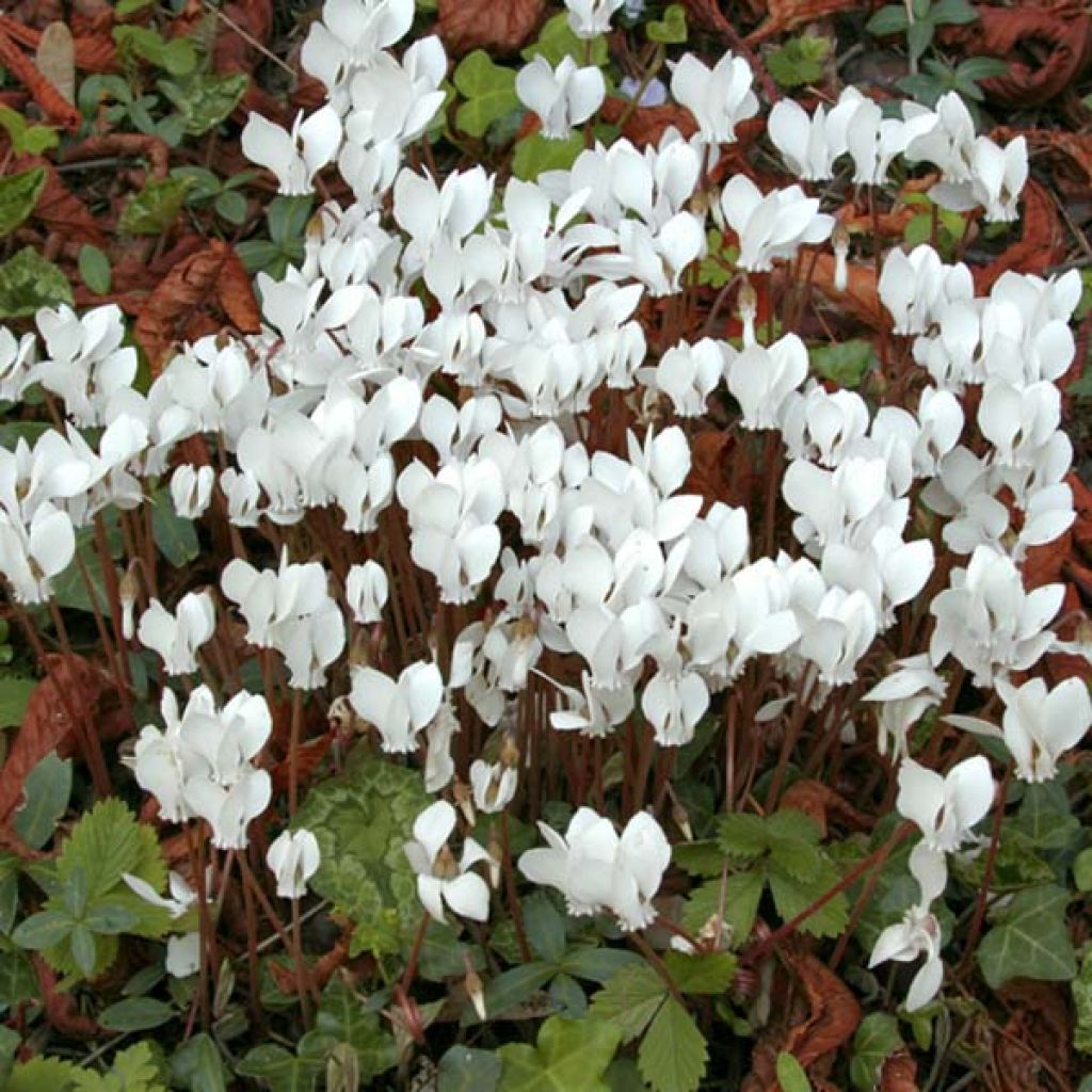 Cyclamen hederifolium Album - Herbst-Alpenveilchen