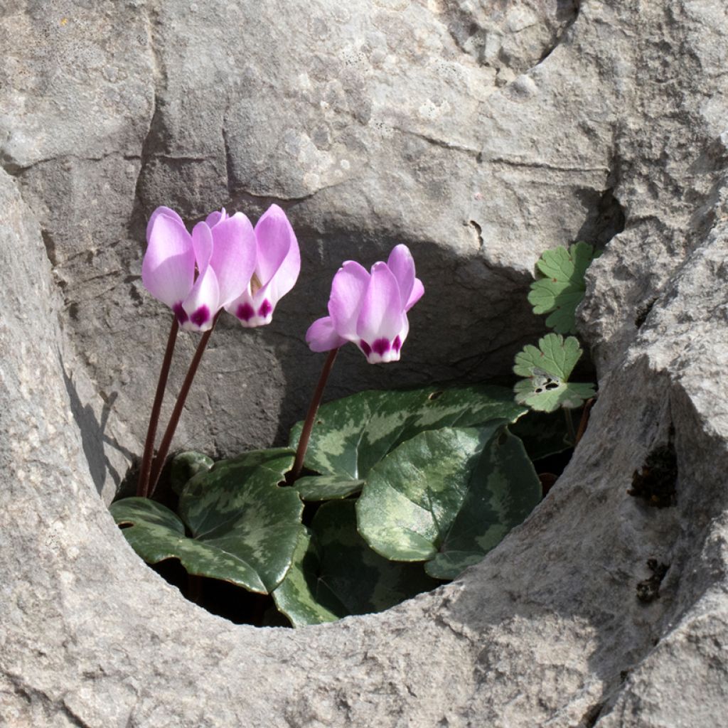 Cyclamen pseudibericum - Cyclamen de Turquie