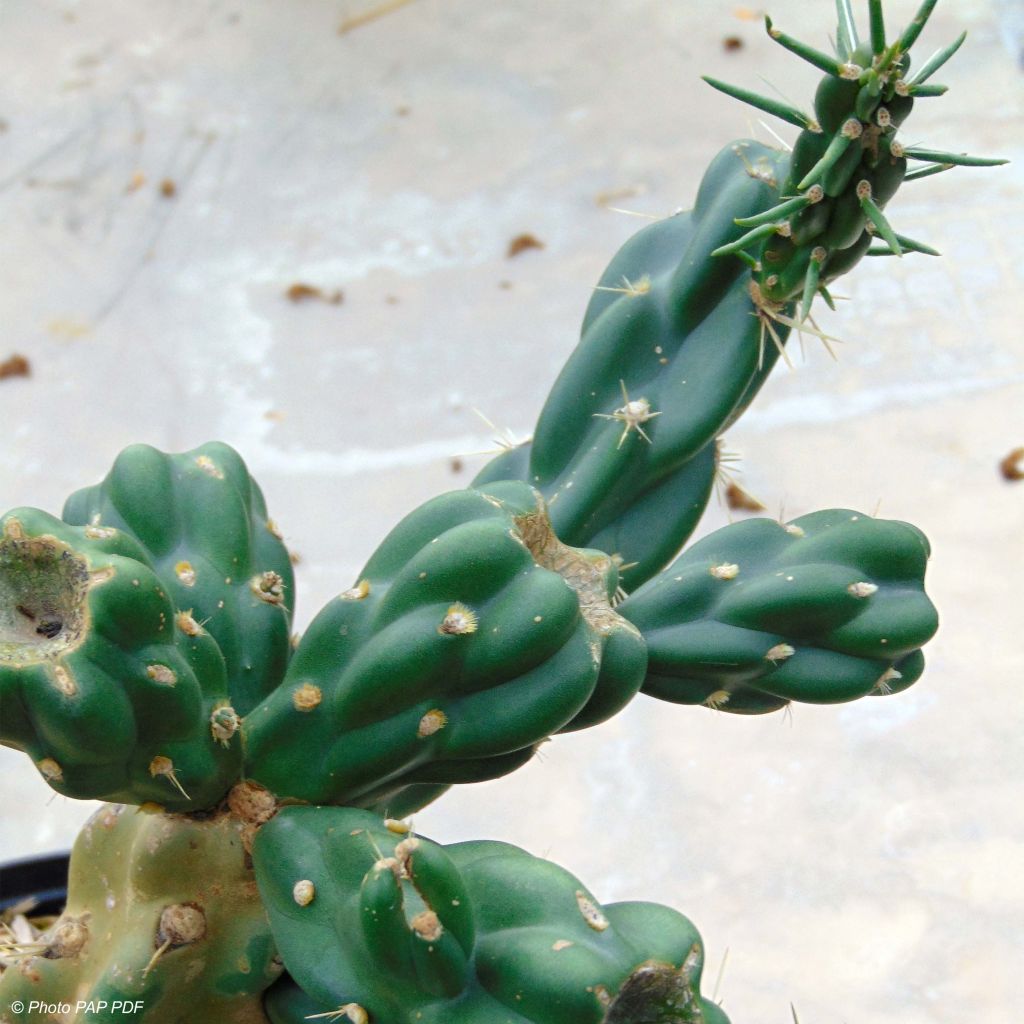 Cylindropuntia imbricata