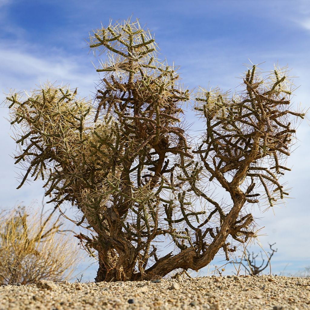 Cylindropuntia kleiniae