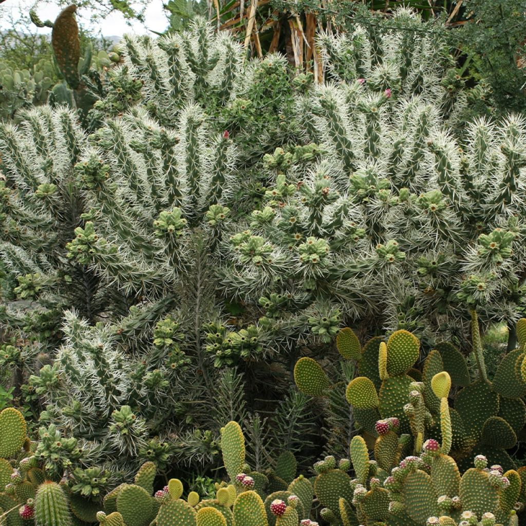 Cylindropuntia ou Opuntia tunicata 