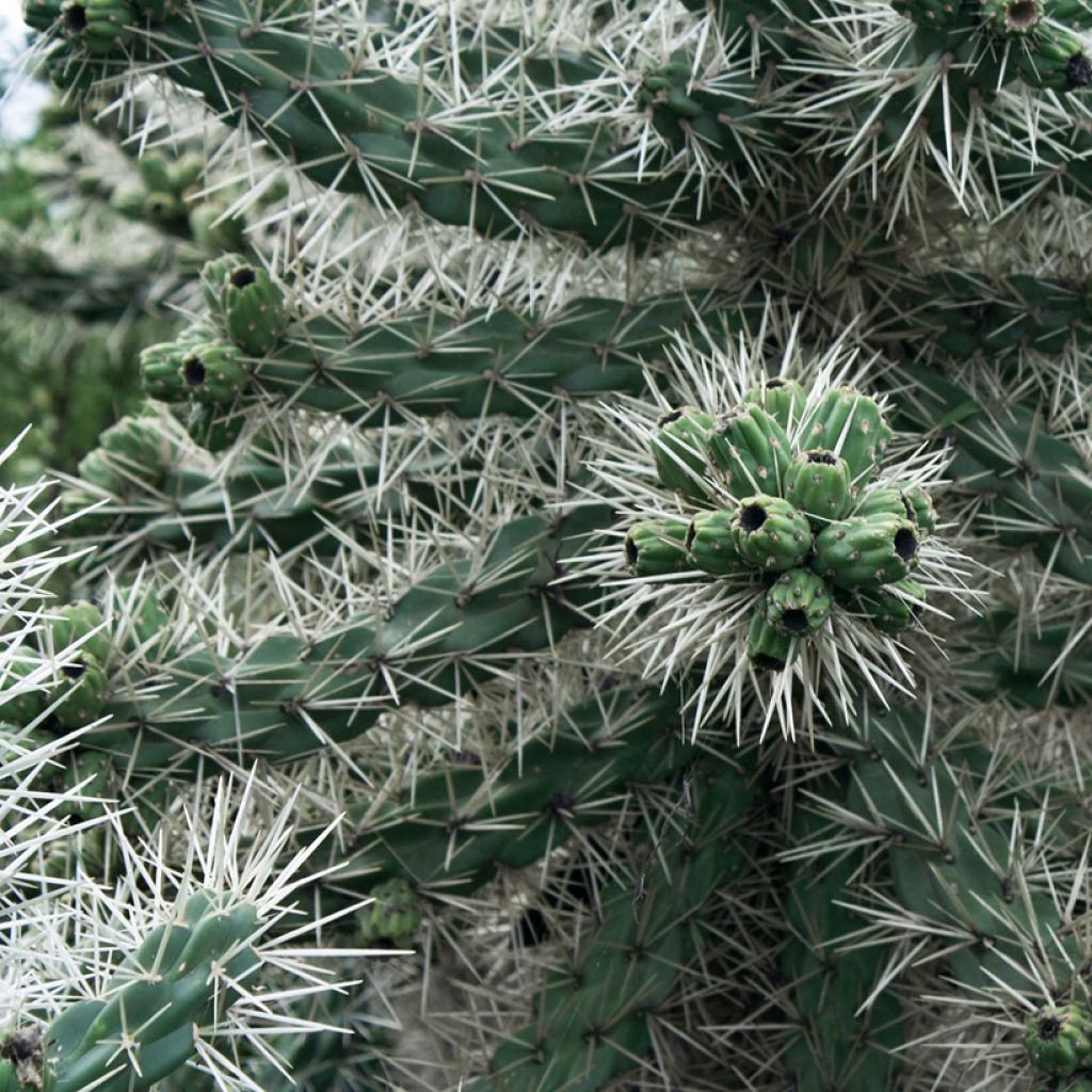 Cylindropuntia ou Opuntia tunicata 