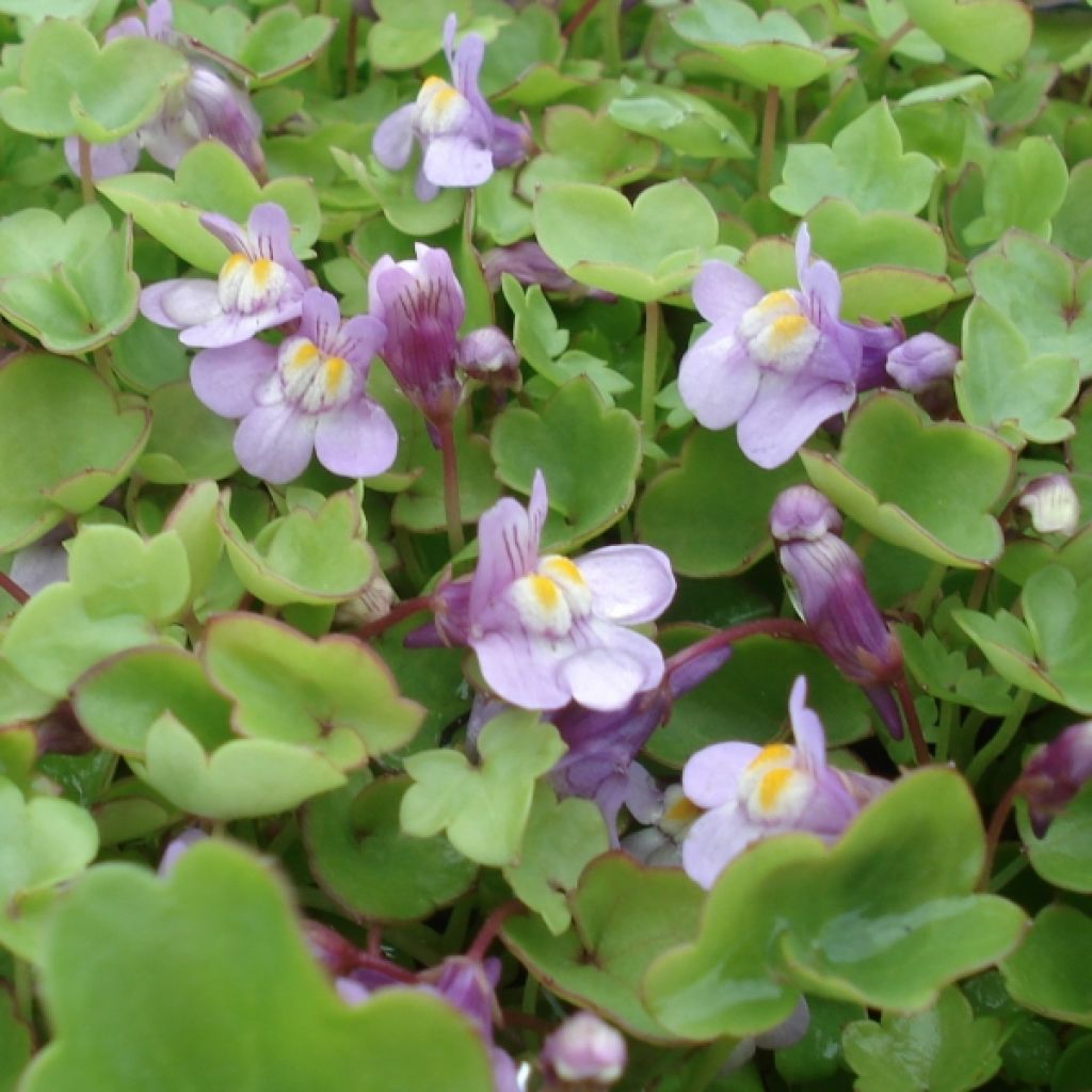 Ruine de Rome - Cymbalaria muralis