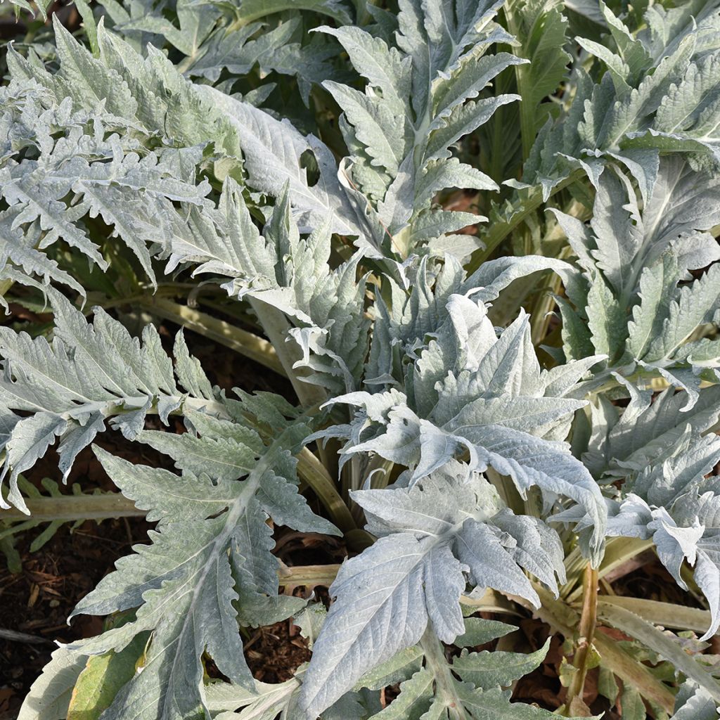 Wilde Artischocke var. altilis - Cynara cardunculus