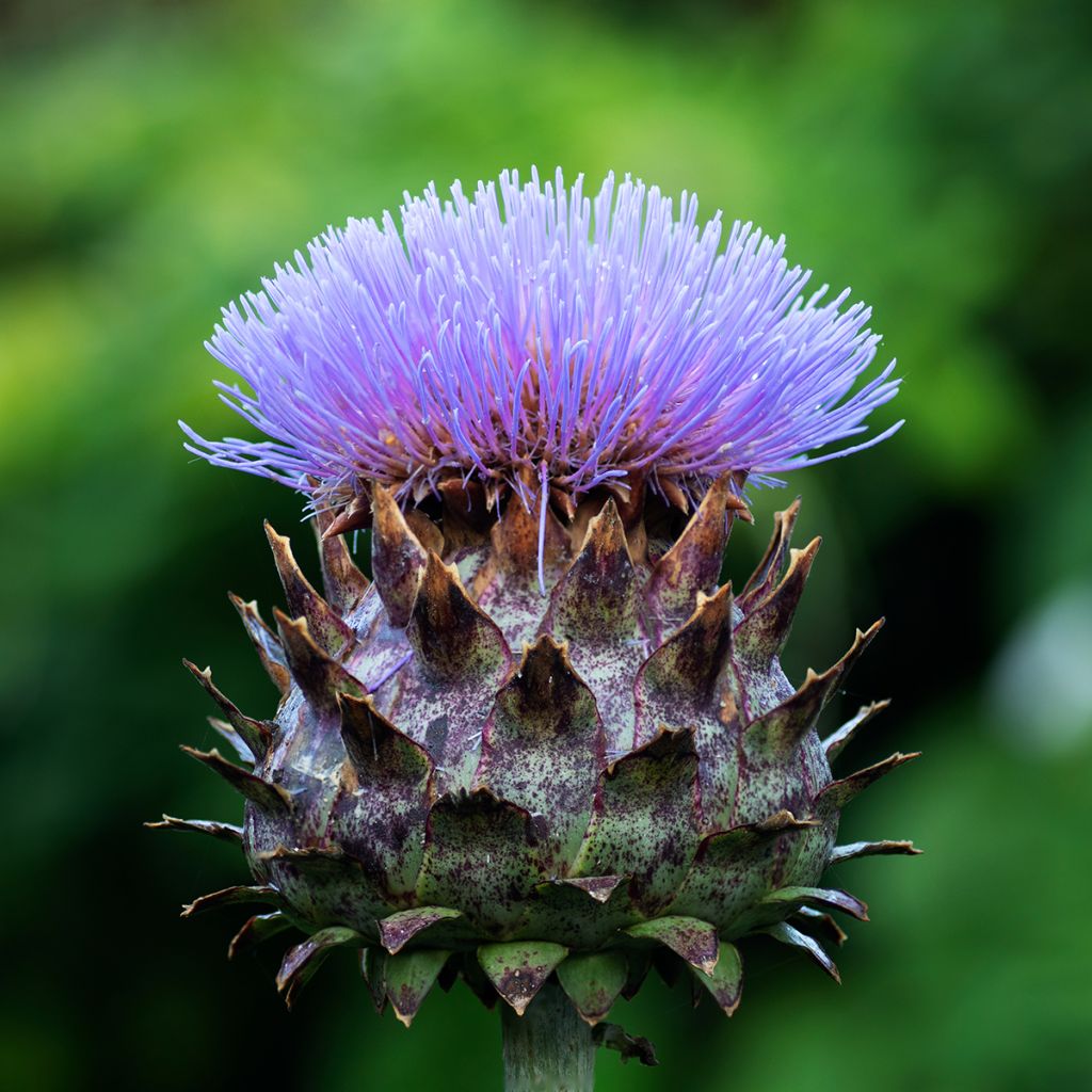 Wilde Artischocke var. altilis - Cynara cardunculus