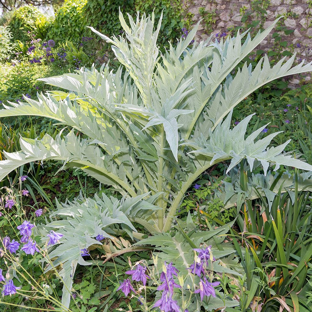 Wilde Artischocke var. altilis - Cynara cardunculus