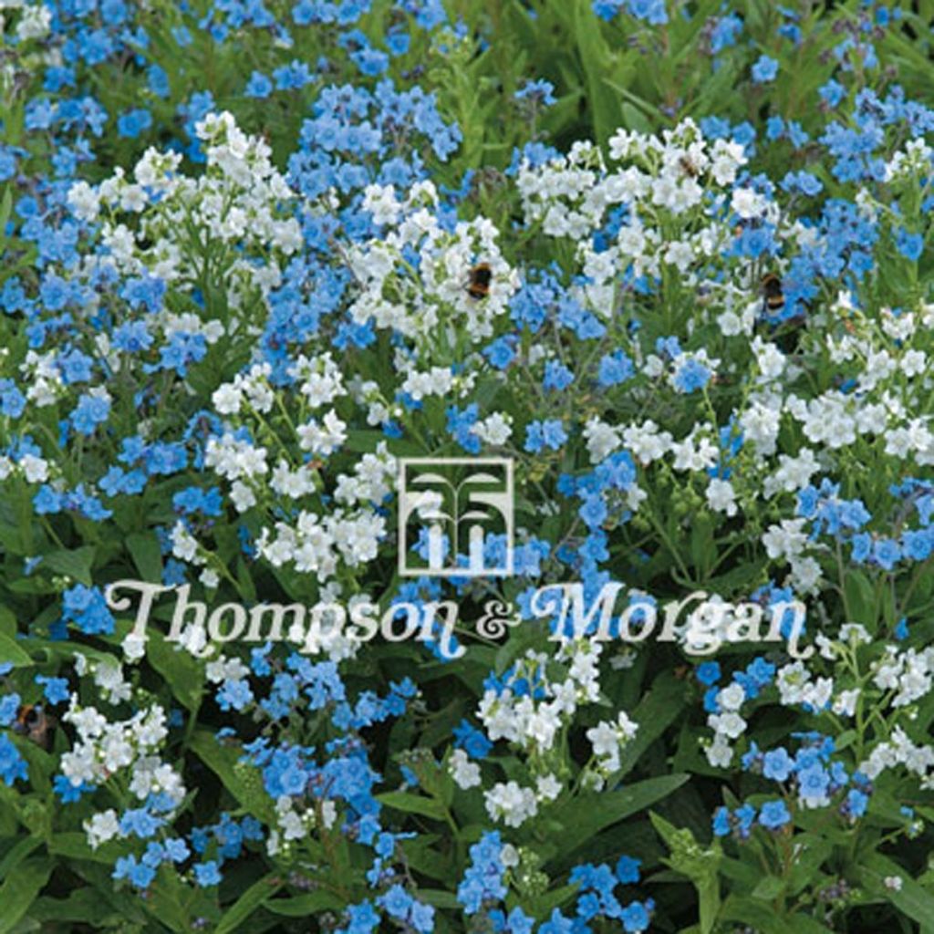 Graines de Cynoglossum Chill Out - Myosotis Chinois