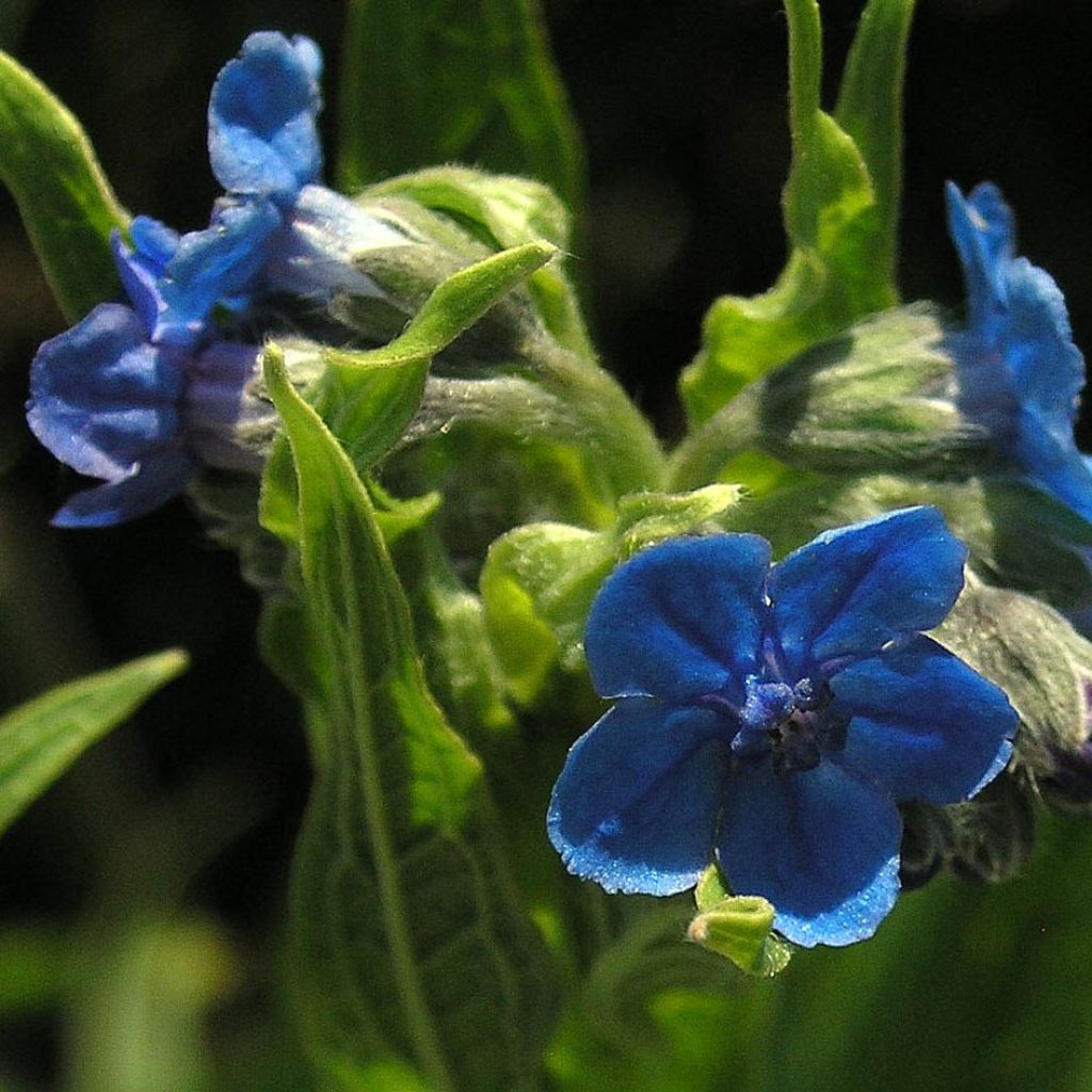 Cynoglossum nervosum - Himalaya-Hundszunge