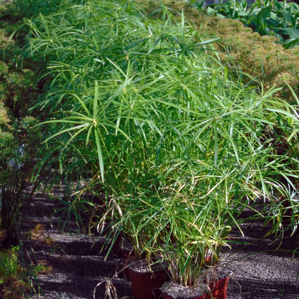 Cyperus alternifolius - Wechselblättriges Zyperngras