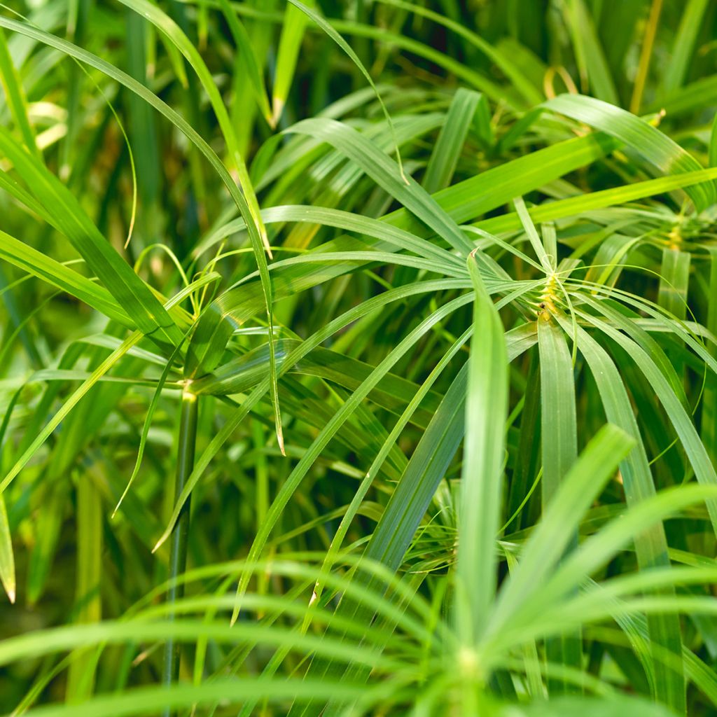 Cyperus alternifolius - Wechselblättriges Zyperngras