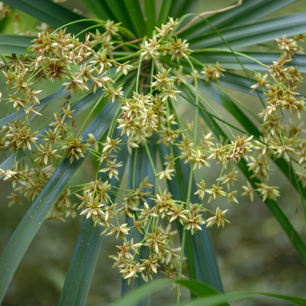 Cyperus alternifolius - Wechselblättriges Zyperngras