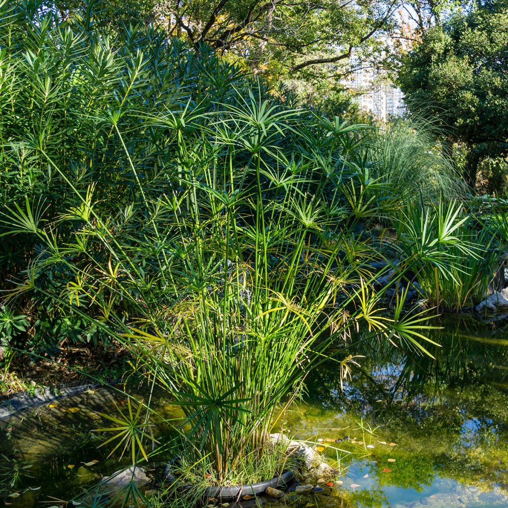 Cyperus alternifolius - Wechselblättriges Zyperngras