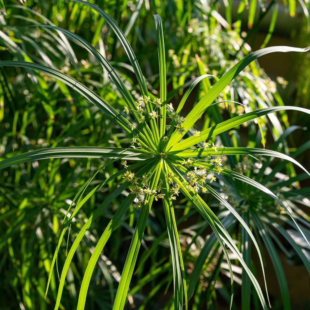 Cyperus involucratus - Zypergras