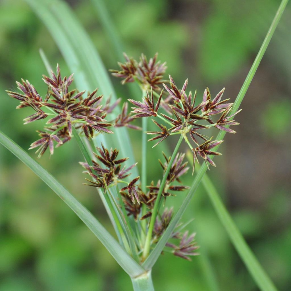 Cyperus longus - Langes Zypergras