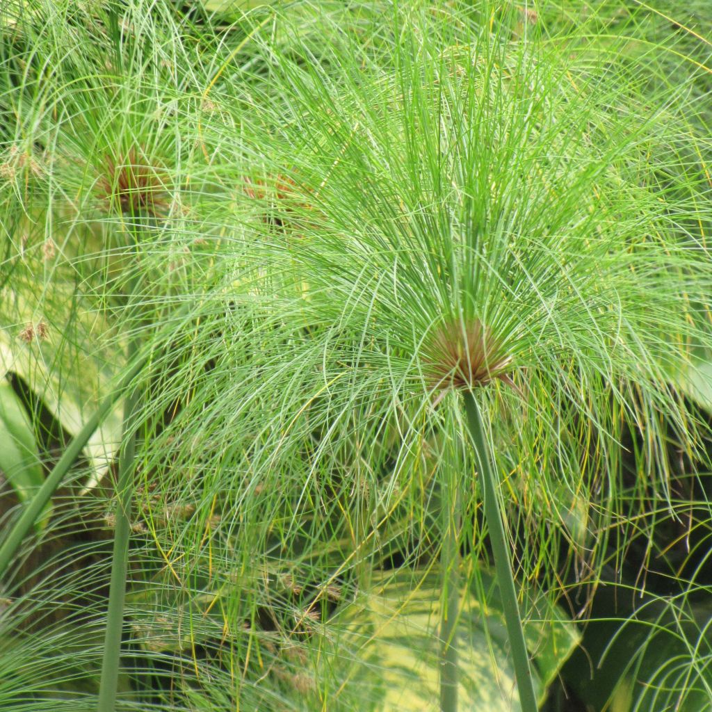 Cyperus papyrus - Papyrusstaude