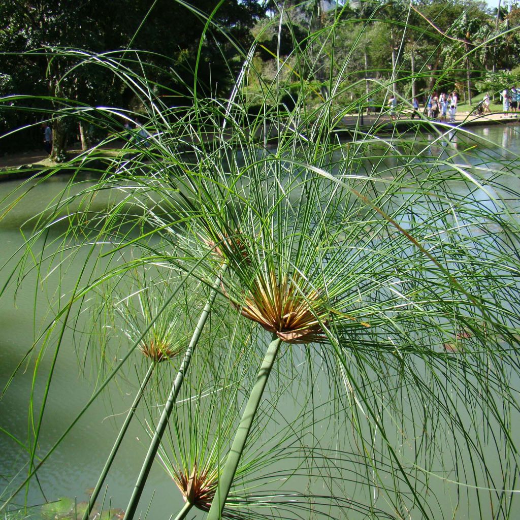 Cyperus papyrus - Papyrusstaude