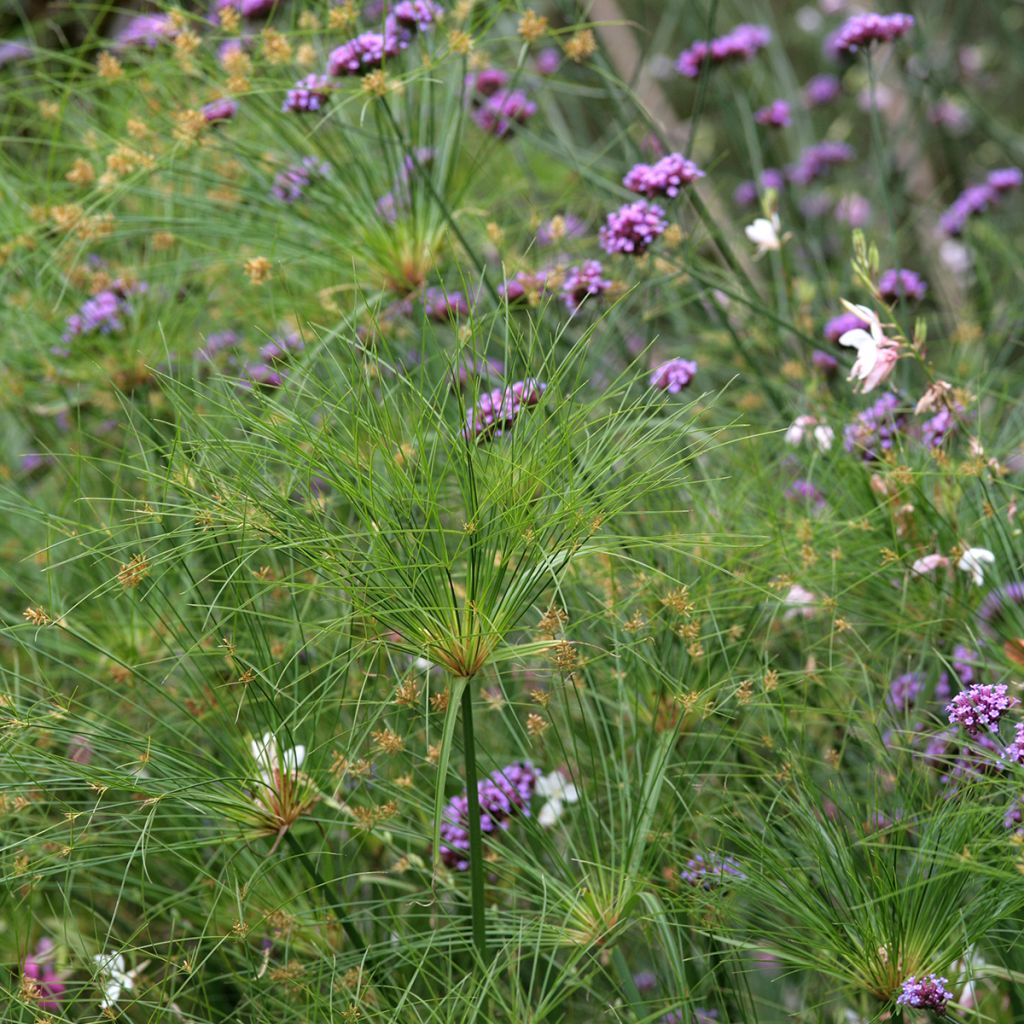 Cyperus papyrus Akhenaton - Papyrusstaude