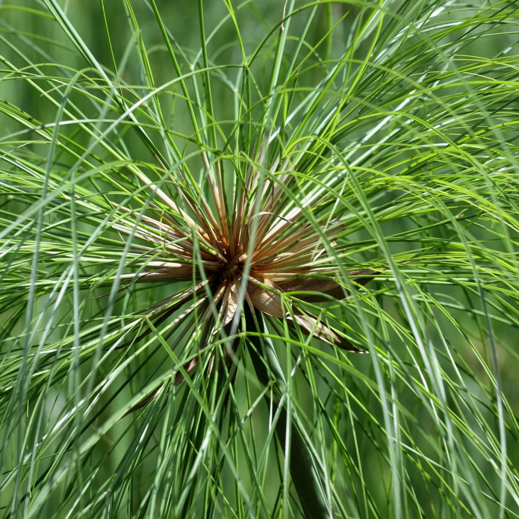 Cyperus papyrus - Papyrusstaude