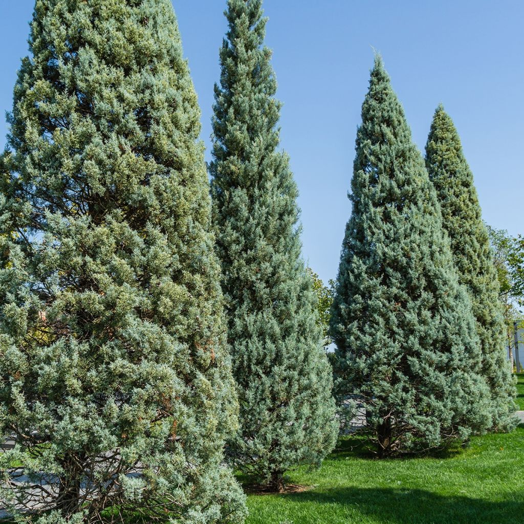 Cyprès de l'Arizona Fastigiata - Cupressus arizonica