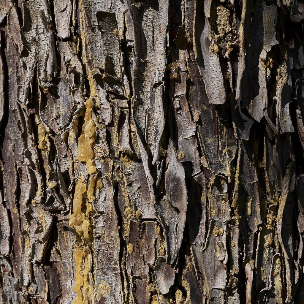 Cyprès de l'Arizona Fastigiata - Cupressus arizonica