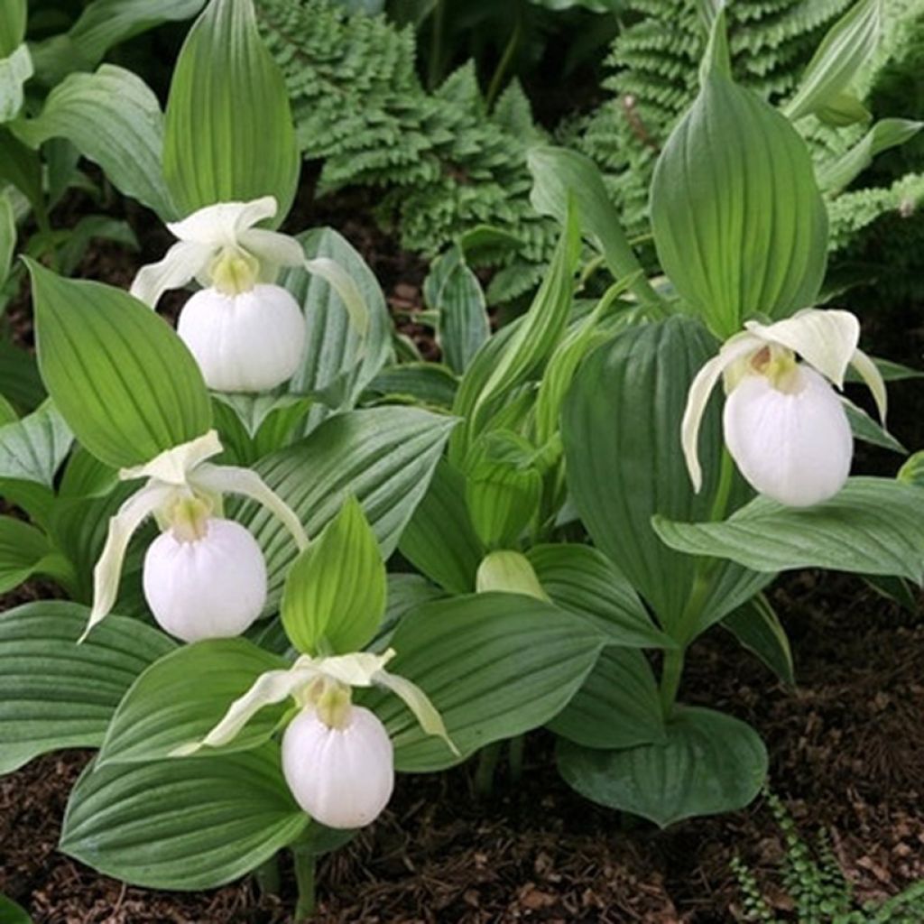 Cypripedium Sabine Pastel - Frauenschuh