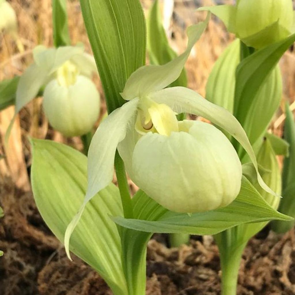 Cypripedium Bernd Pastel - Frauenschuh