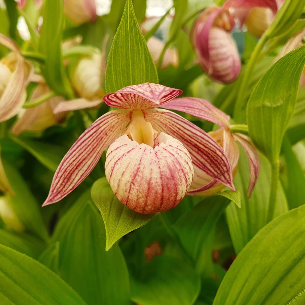 Cypripedium Bernd - Frauenschuh