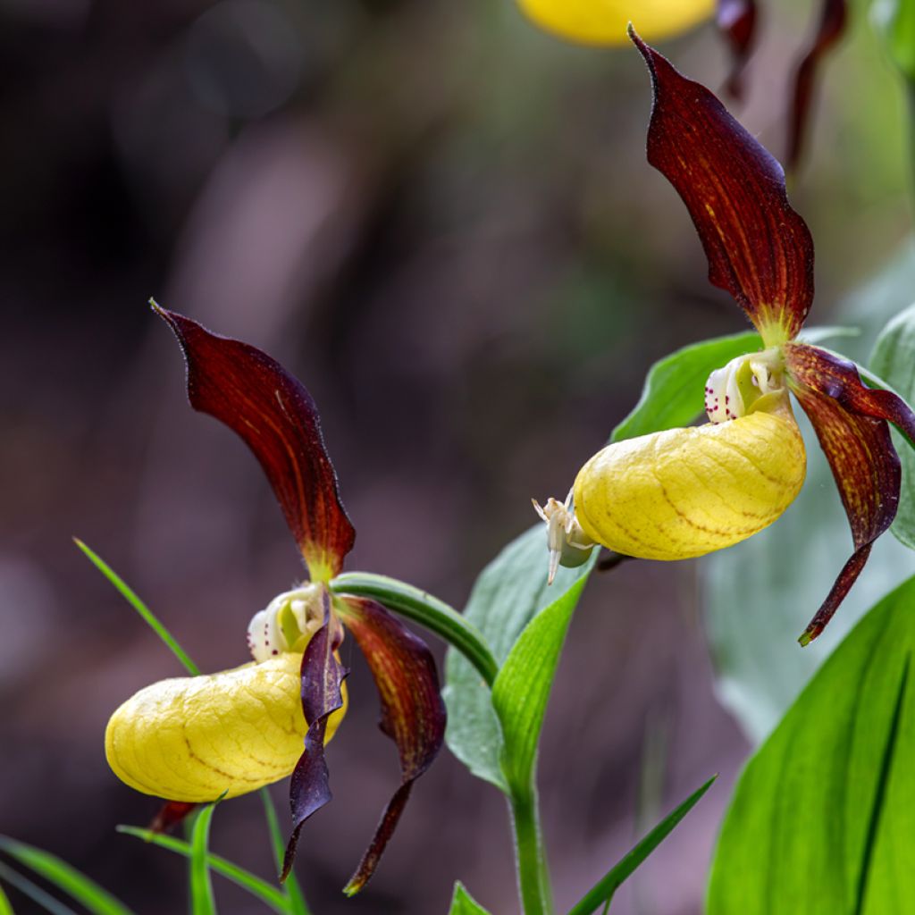 Cypripedium Emil - Frauenschuh