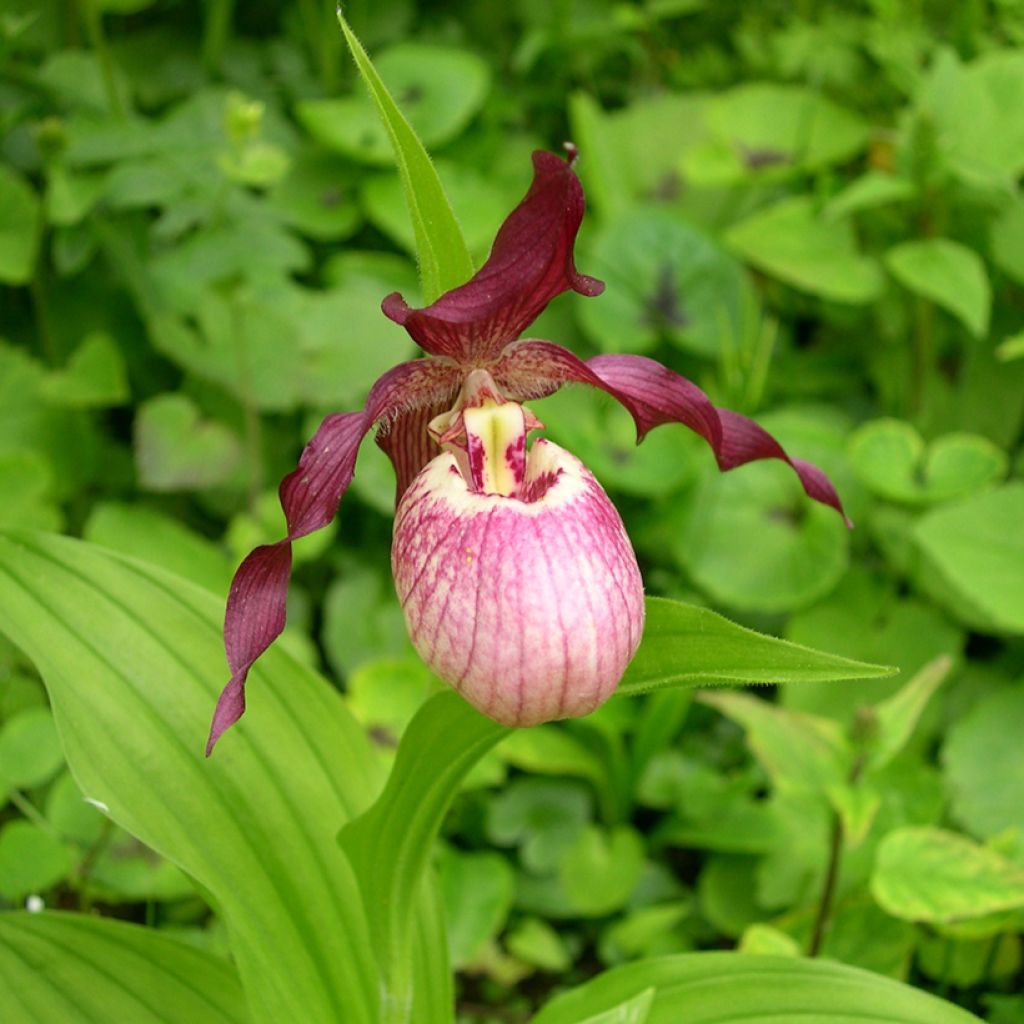 Cypripedium Gisella - Frauenschuh