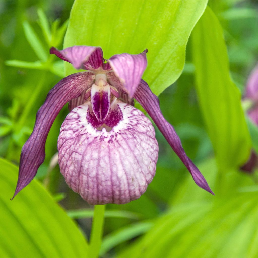 Cypripedium Pinkepank - Frauenschuh