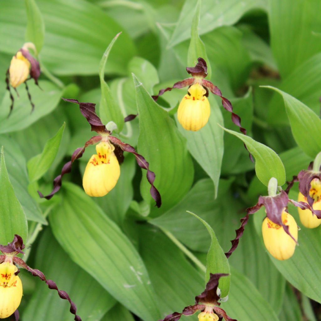 Cypripedium parviflorum var. parviflorum - Frauenschuh