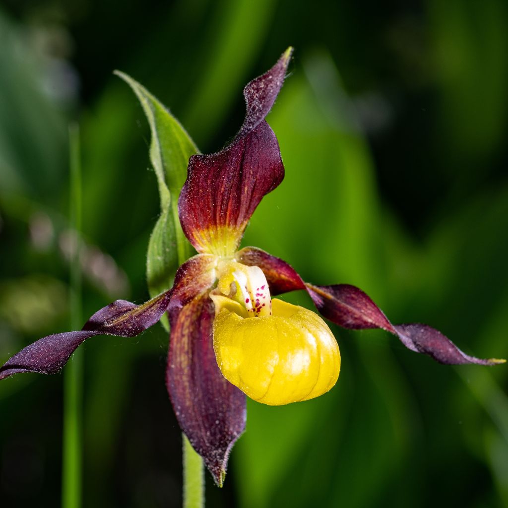 Cypripedium calceolus - Gelber Frauenschuh