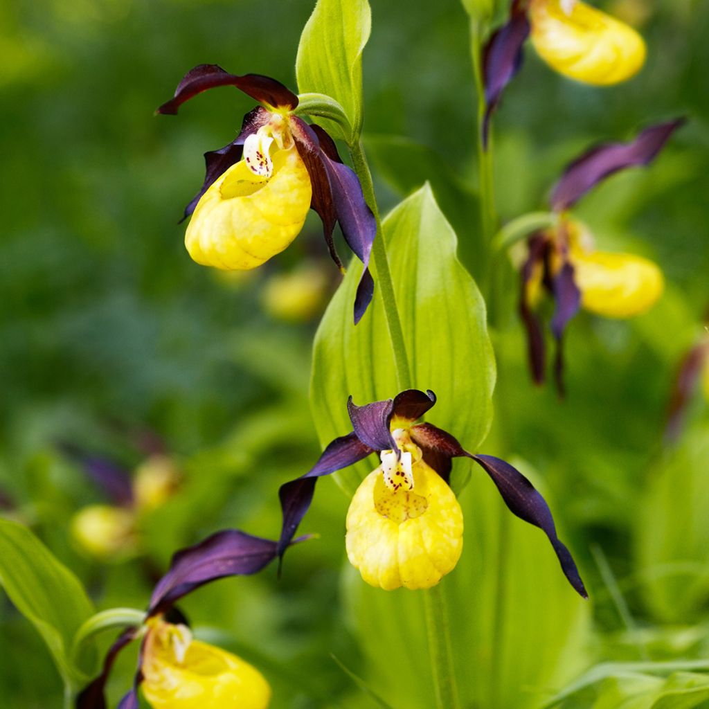 Cypripedium calceolus - Gelber Frauenschuh