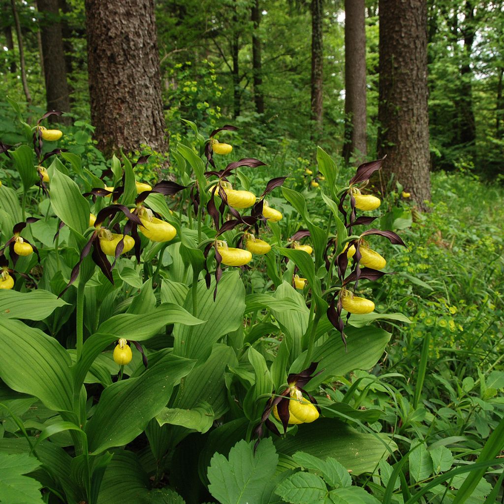 Cypripedium calceolus - Gelber Frauenschuh