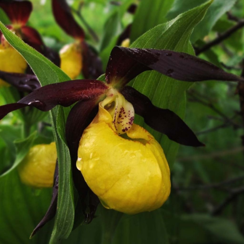 Cypripedium calceolus - Sabot de Venus