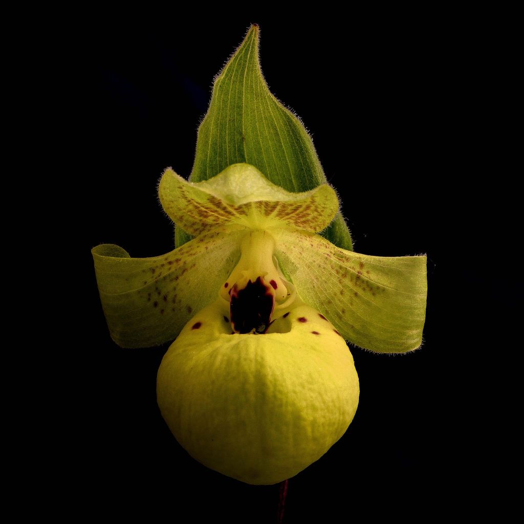 Cypripedium flavum - Gelber Frauenschuh