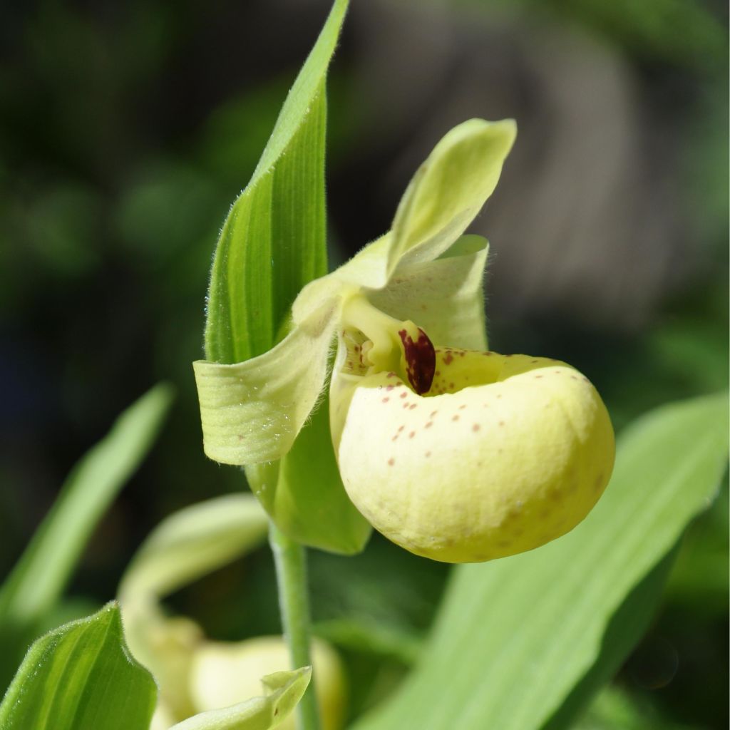 Cypripedium flavum - Sabot de Vénus rose pâle et jaune pâle