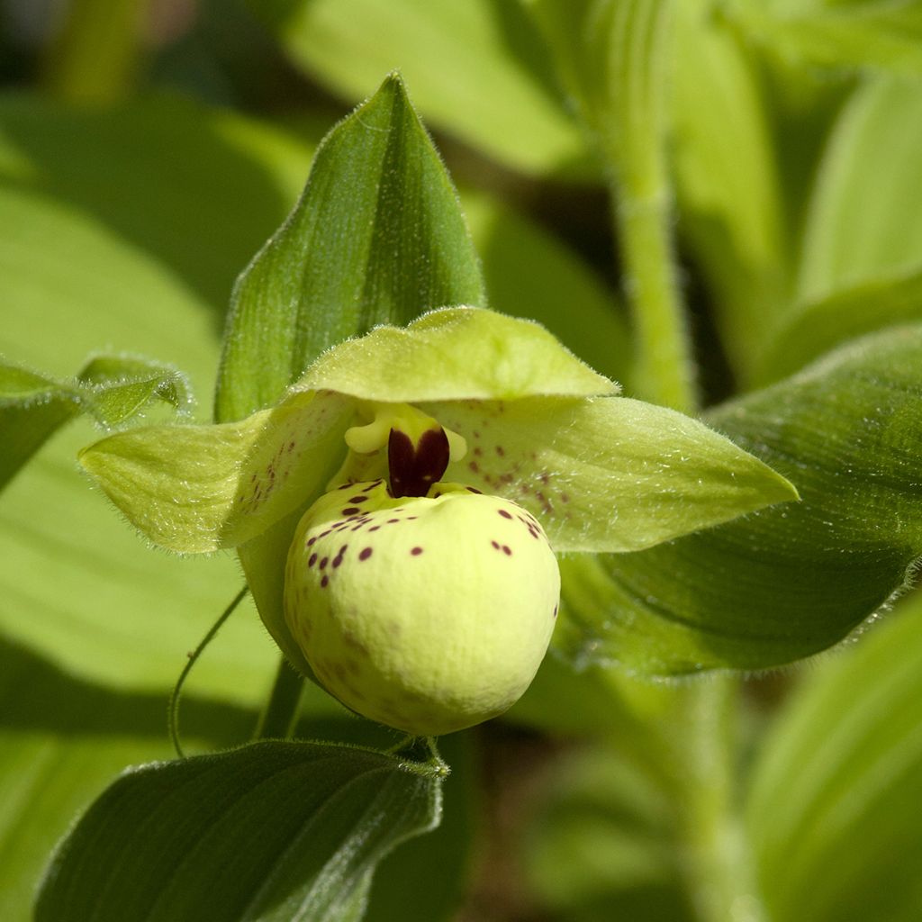 Cypripedium flavum - Gelber Frauenschuh