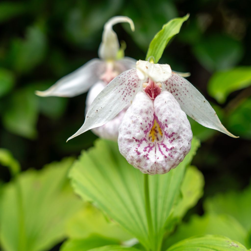 Cypripedium formosanum - Taiwan-Frauenschuh