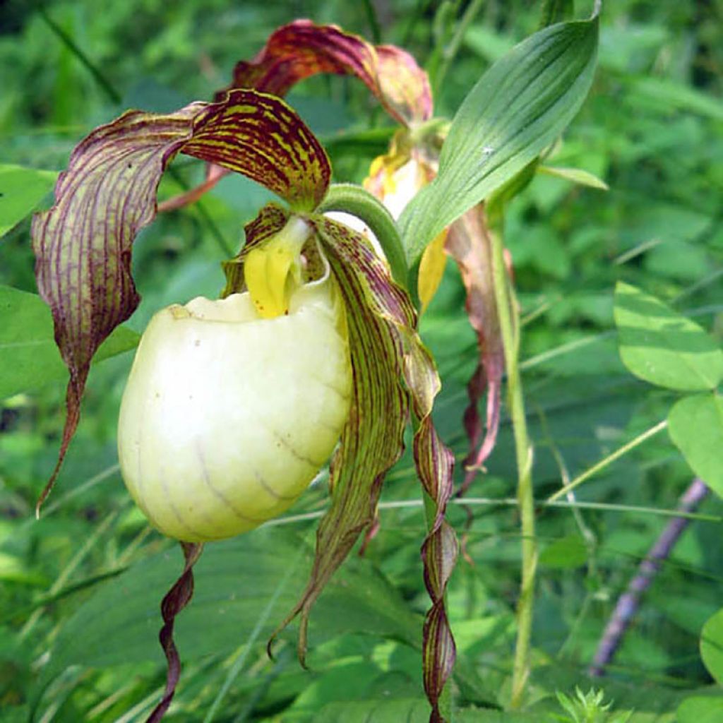 Cypripedium kentuckiense - Sabot de Vénus pourpre et ivoire