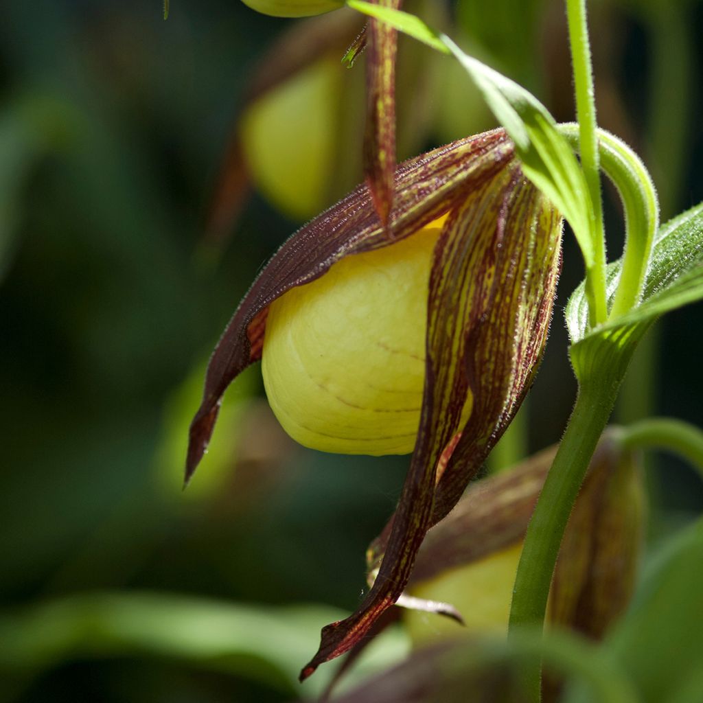 Cypripedium kentuckiense - Kentucky-Frauenschuh