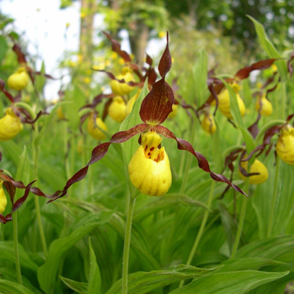 Cypripedium parviflorum var. parviflorum - Frauenschuh