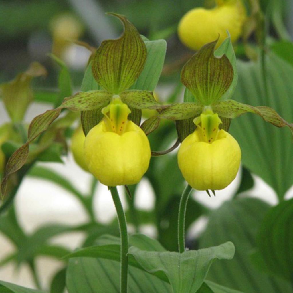 Cypripedium parviflorum var. pubescens - Frauenschuh