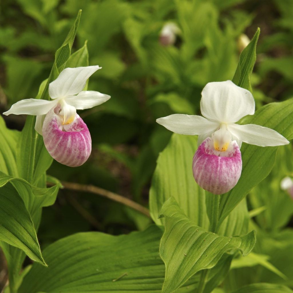 Cypripedium reginae - Königin-Frauenschuh