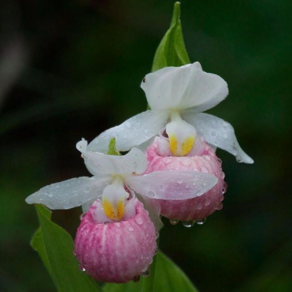 Cypripedium reginae - Sabot de Venus