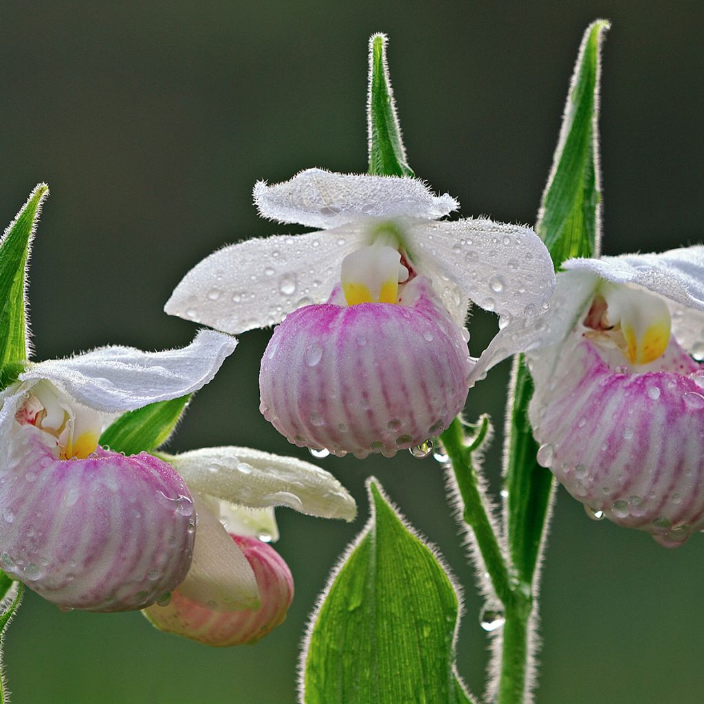 Cypripedium reginae - Königin-Frauenschuh