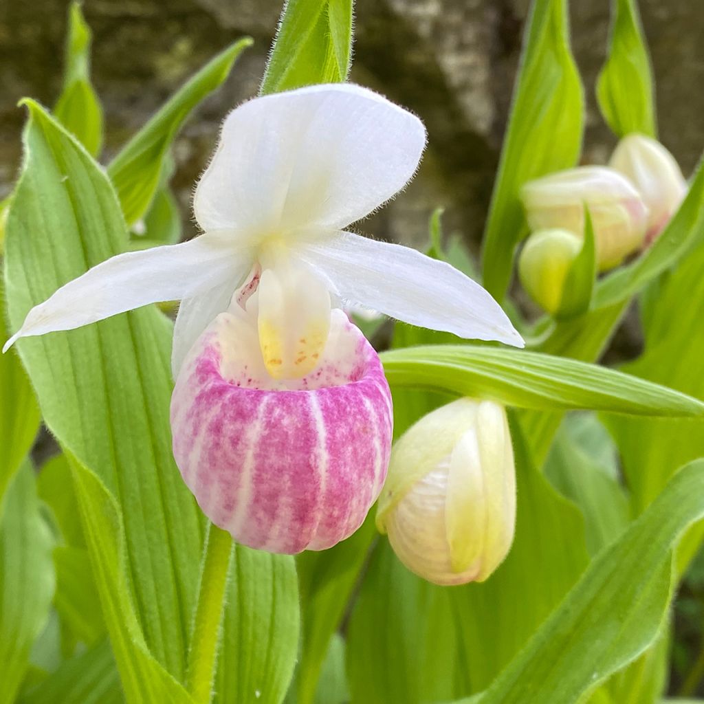 Cypripedium reginae - Königin-Frauenschuh