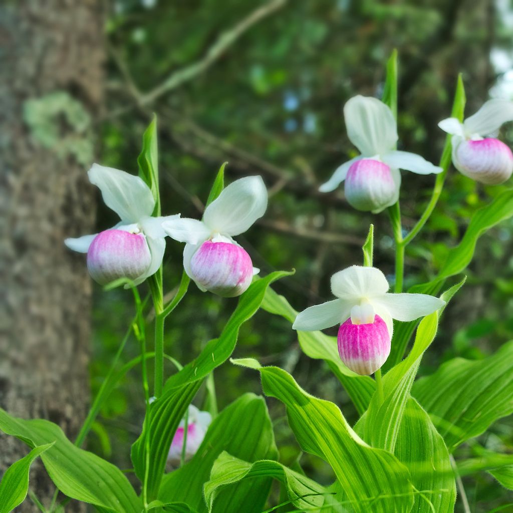 Cypripedium reginae - Königin-Frauenschuh